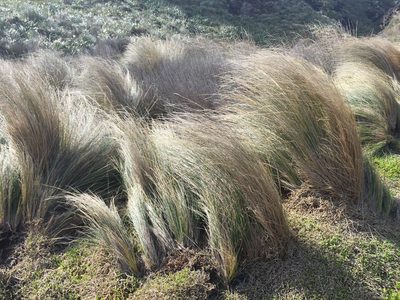 Austrostipa stipoides, photographed by nick_goldwater