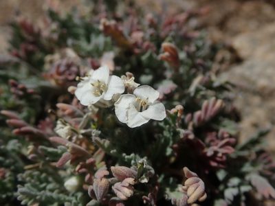 Smelowskia americana, photographed by Nolan Exe