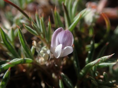 Astragalus kentrophyta, photographed by Nolan Exe