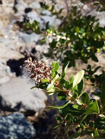 Escallonia myrtoidea, photographed by Javier Conejeros Gastó