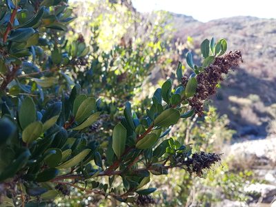 Escallonia myrtoidea, photographed by Javier Conejeros Gastó