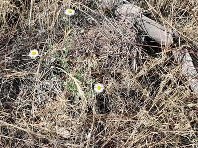 Erigeron divergens, photographed by Craig Martin