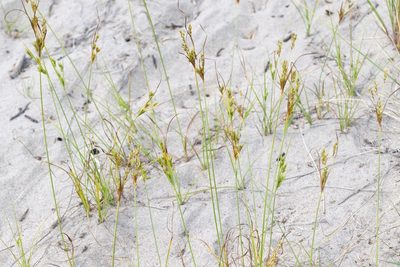 Cyperus schweinitzii, photographed by Owen Strickland