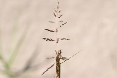 Sporobolus cryptandrus, photographed by Owen Strickland