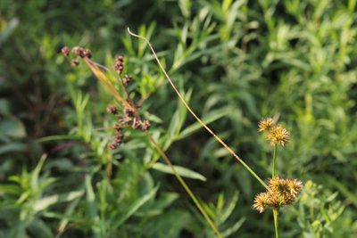 Juncus torreyi, photographed by Quinten Wiegersma