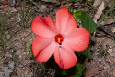 Abelmoschus sagittifolius, photographed by dhfischer