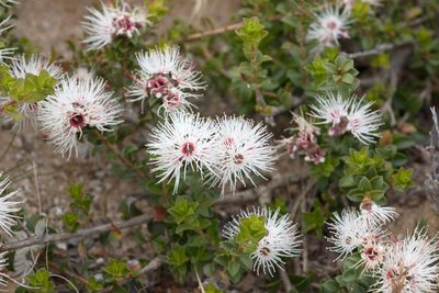 Kunzea pomifera, photographed by Kym Nicolson