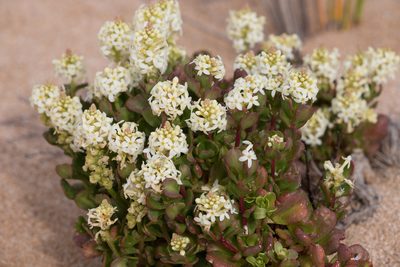 Stackhousia spathulata, photographed by Kym Nicolson