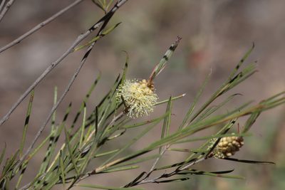 Melaleuca uncinata, photographed by Kym Nicolson