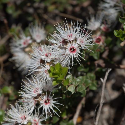 Kunzea pomifera, photographed by Kym Nicolson