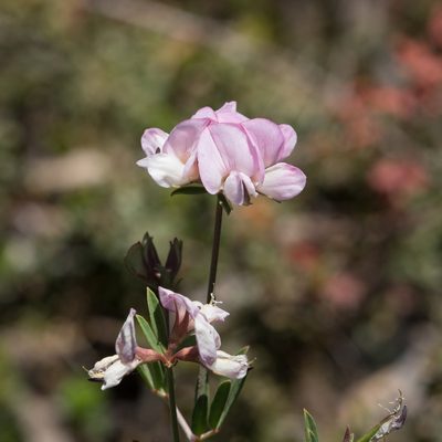 Lotus australis, photographed by Kym Nicolson