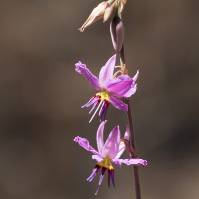 Dichopogon fimbriatus, photographed by Kym Nicolson