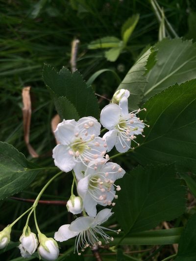 Crataegus scabrida, photographed by Étienne Lacroix-Carignan