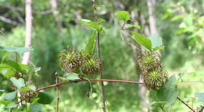 Clematis fusca, photographed by Oleg Kosterin