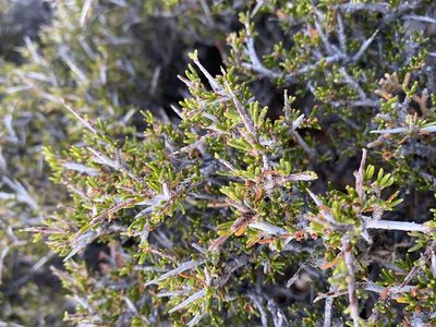 Cercocarpus intricatus, photographed by Matt Berger
