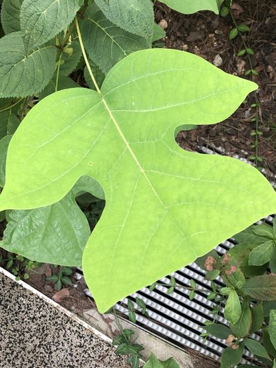 Liriodendron chinense, photographed by mister_bumble
