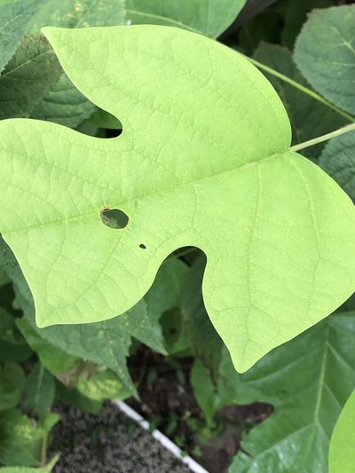 Liriodendron chinense, photographed by mister_bumble
