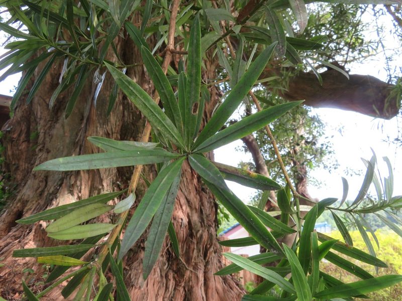 Podocarpus macrophyllus, photographed by Marco Mussita