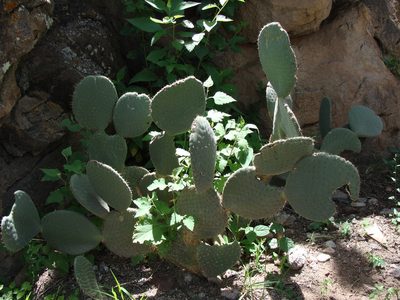 Opuntia scheeri, photographed by Alexis López Hernández