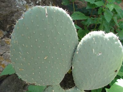 Opuntia scheeri, photographed by Alexis López Hernández