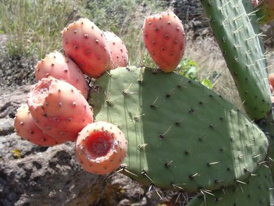 Opuntia hyptiacantha, photographed by Alexis López Hernández