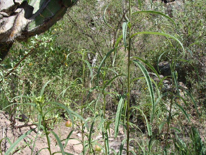 Verbesina virgata, photographed by Alexis López Hernández