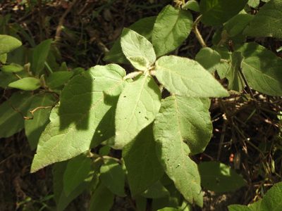 Solanum densevestitum, photographed by Greg Tasney