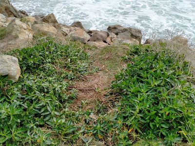 Lepidium crassum, photographed by John Barkla