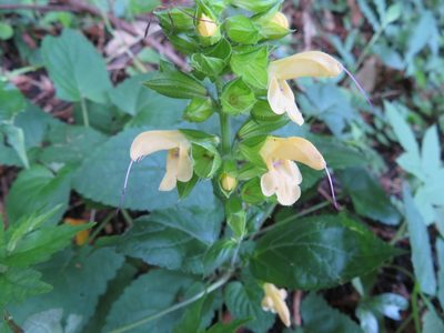 Salvia nipponica, photographed by Marco Mussita