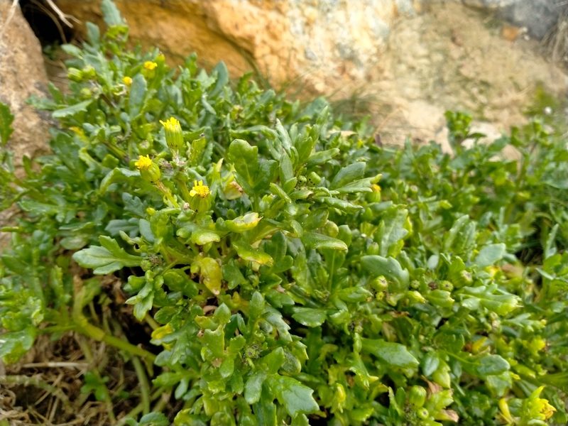 Senecio carnosulus, photographed by John Barkla