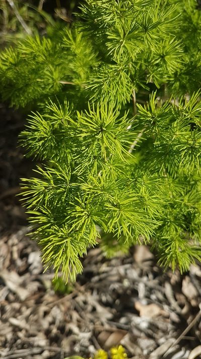 Asparagus macowanii, photographed by Jane C Frost