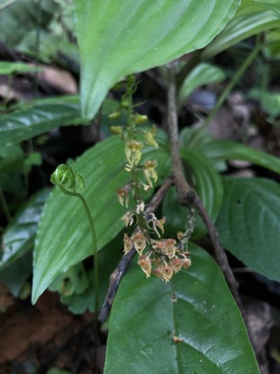 Crepidium versicolor, photographed by Divya Mudappa