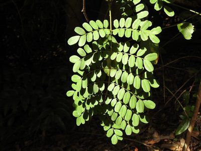 Mezoneuron scortechinii, photographed by Greg Tasney