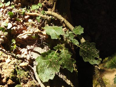 Solanum vicinum, photographed by Greg Tasney