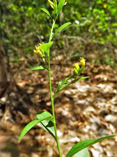 Solidago ludoviciana, photographed by Annika Lindqvist