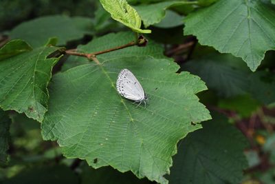 Alnus hirsuta, photographed by Oleg Kosterin