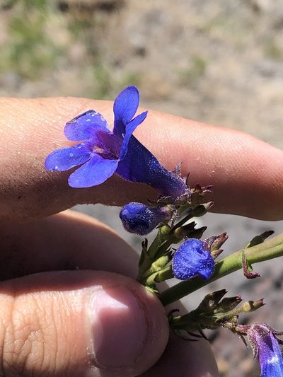 Penstemon mensarum, photographed by Jared Shorma