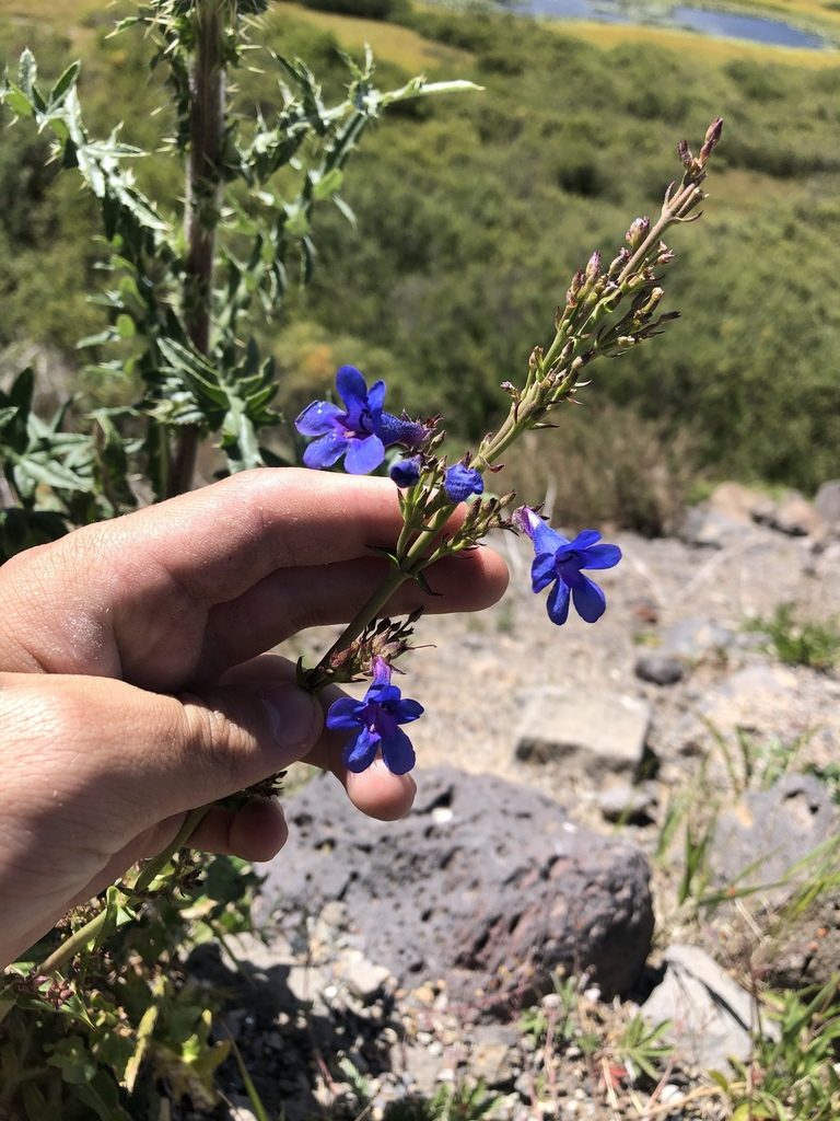 Penstemon mensarum, photographed by Jared Shorma