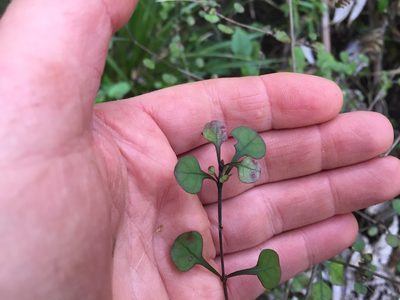 Coprosma spathulata, photographed by nick_goldwater