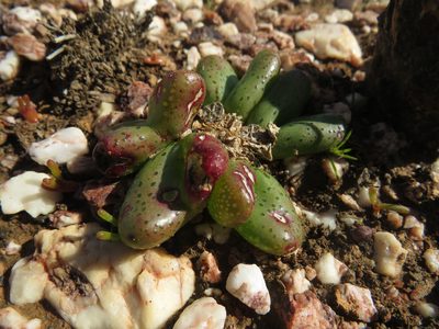 Diplosoma retroversum, photographed by James Deacon