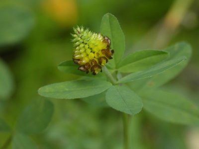 Trifolium spadiceum, photographed by Yves Bas