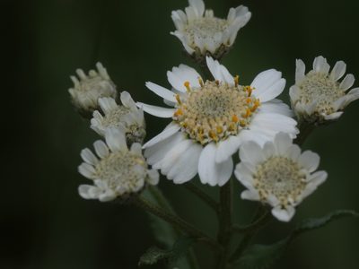Aspilia laevissima, photographed by Yves Bas