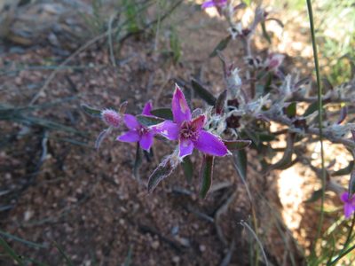 Aizoon paniculatum, photographed by James Deacon