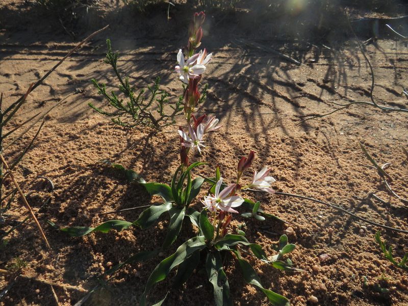 Chlorophytum graminifolium, photographed by James Deacon