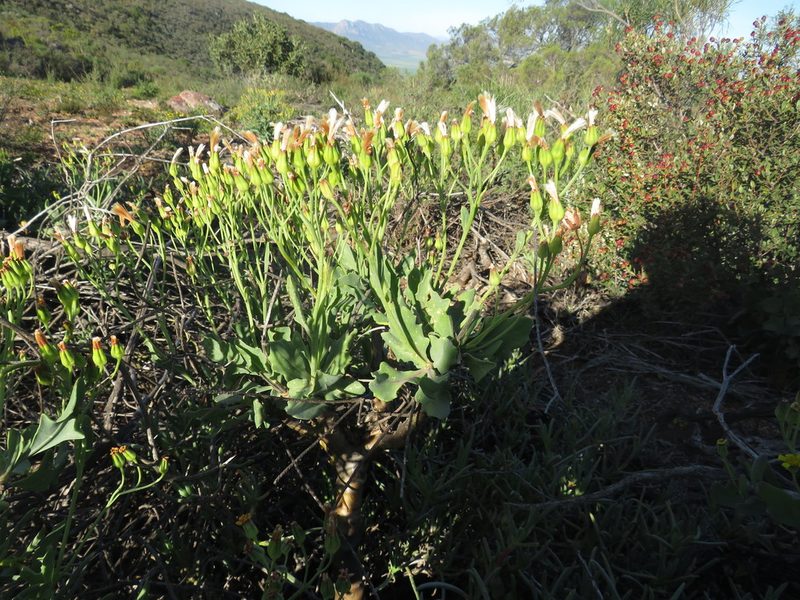 Othonna quercifolia, photographed by James Deacon