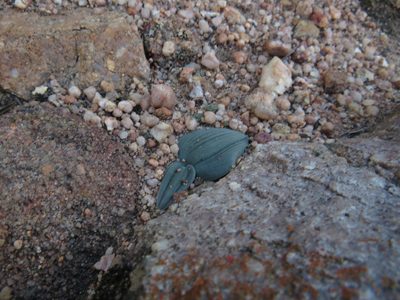 Striatula platyphylla, photographed by James Deacon