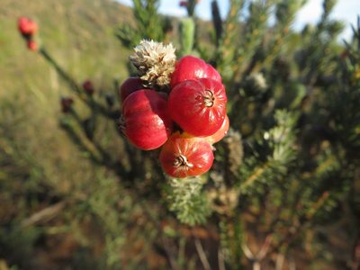 Phylica cylindrica, photographed by James Deacon