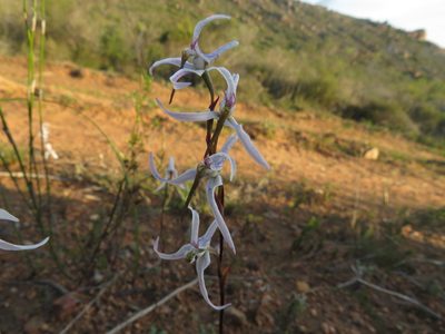 Disa biflora, photographed by James Deacon