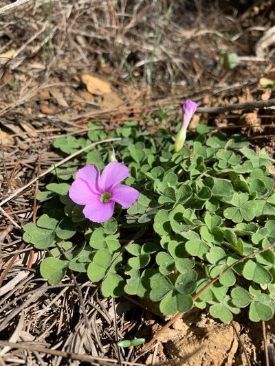 Oxalis zeekoevleyensis, photographed by Dave Richardson