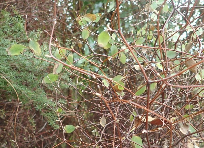 Olearia fragrantissima, photographed by John Steel